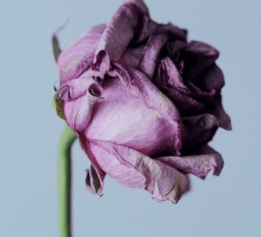 EOL 1 Social Care Company Training for End of Life Care | Care Certificate eLearning
