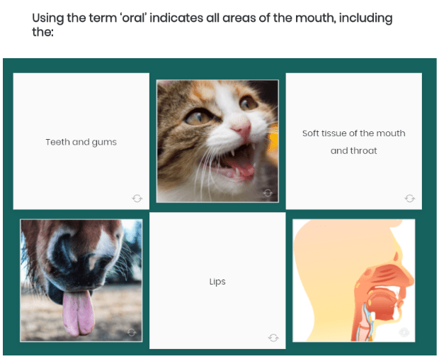 Oral Health 2 Social Care Company Training for Oral Health Care | Care Certificate eLearning