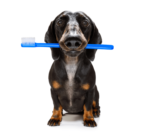 sausage toothbrush Oral Health Care Course for Social Care Providers and Individual Carers | eLearning Training